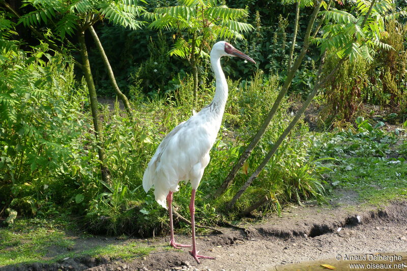 Grue de Sibérie