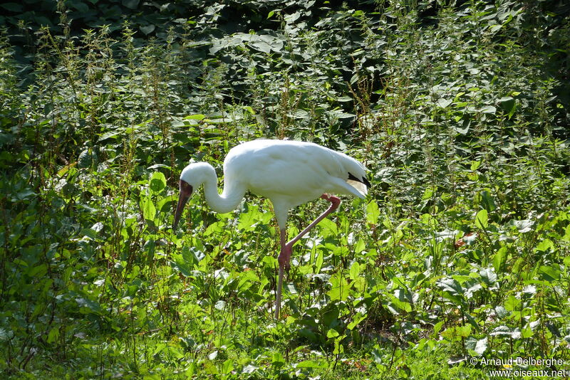 Siberian Crane