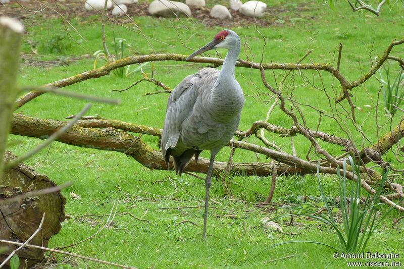 Sandhill Crane