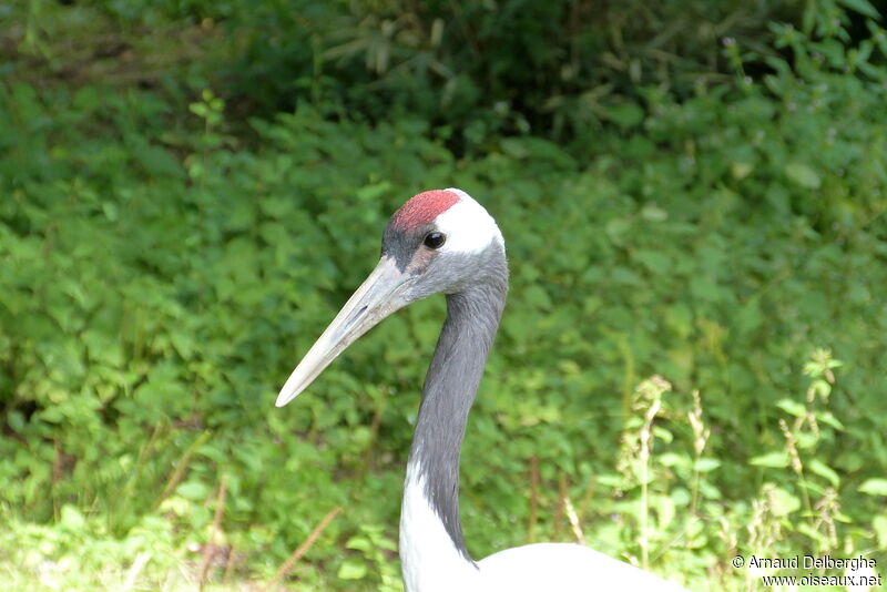 Red-crowned Crane