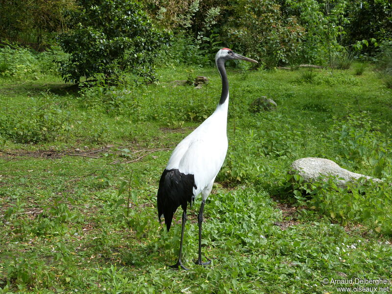 Red-crowned Crane