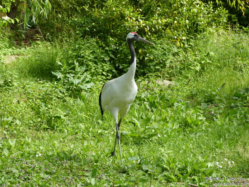 Red-crowned Crane