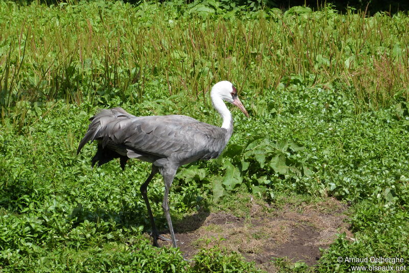 Hooded Crane