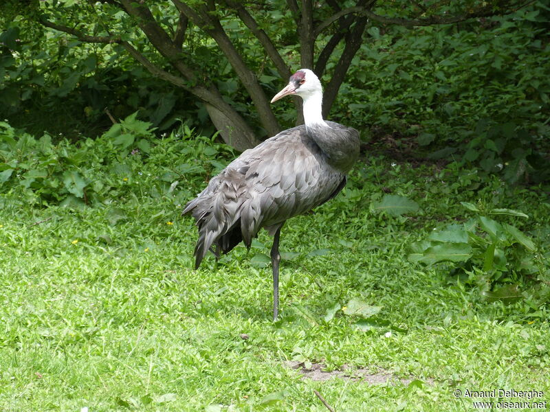 Hooded Crane