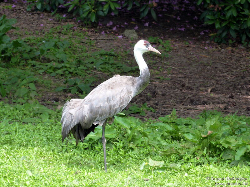 Hooded Crane