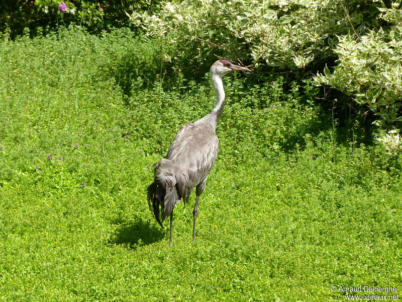 Hooded Crane