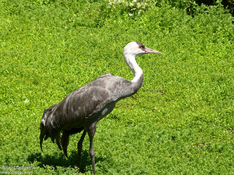 Hooded Craneadult, identification