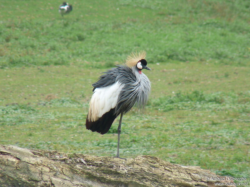 Grey Crowned Crane