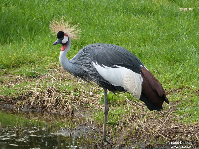 Grey Crowned Crane