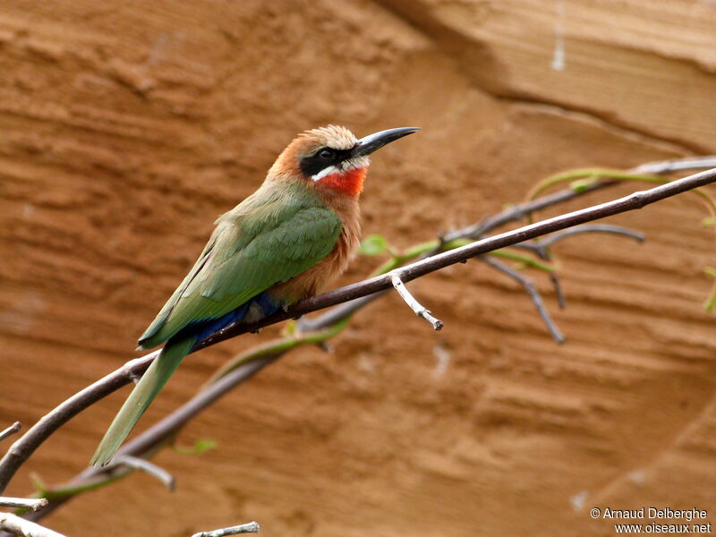 White-fronted Bee-eater