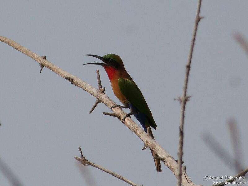 Red-throated Bee-eater