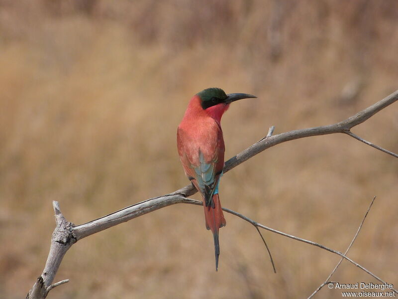 Southern Carmine Bee-eater