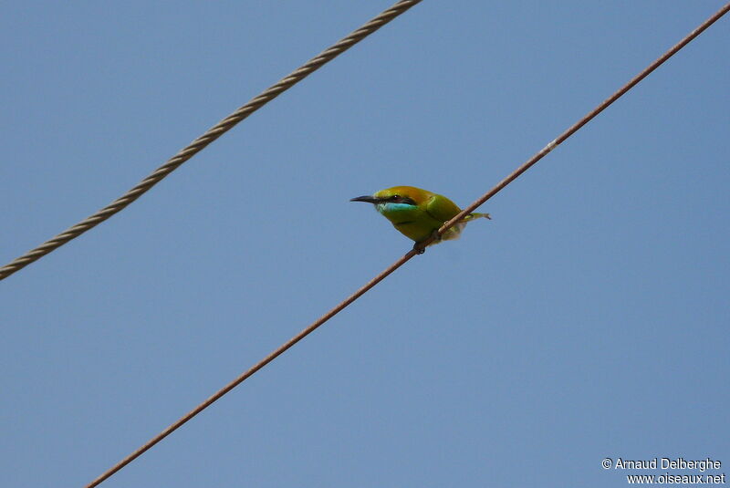 Asian Green Bee-eater