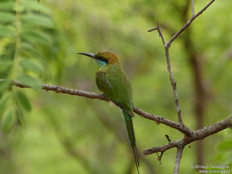 Asian Green Bee-eater