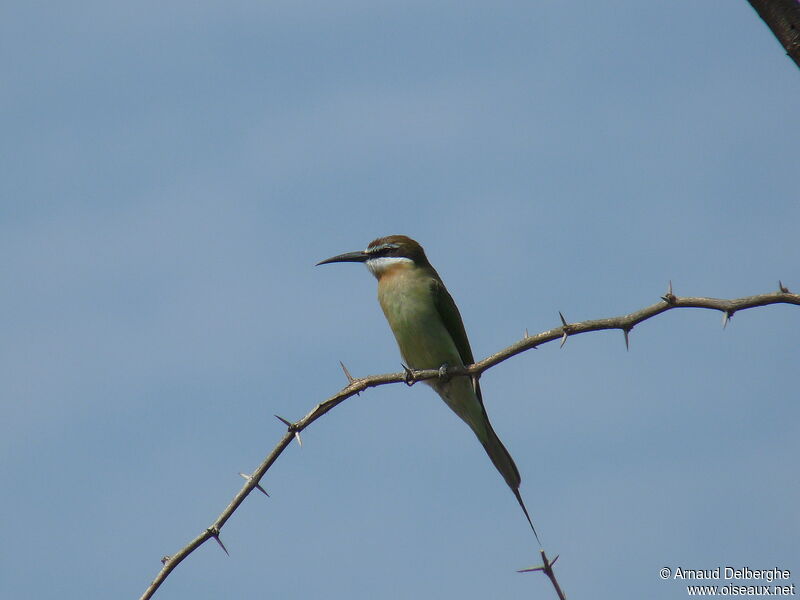 Olive Bee-eater