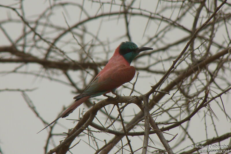 Northern Carmine Bee-eater