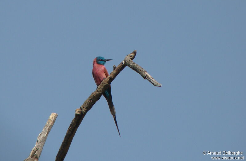 Northern Carmine Bee-eater