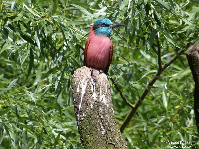 Northern Carmine Bee-eater