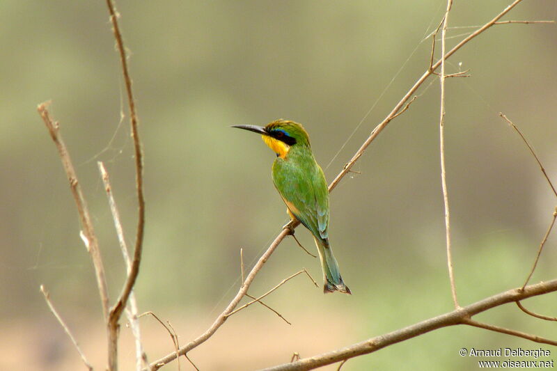 Little Bee-eater