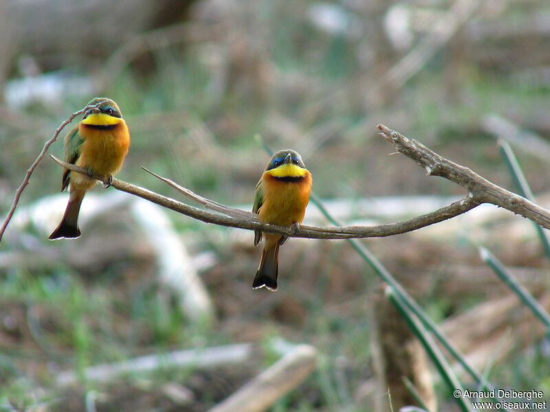 Little Bee-eater