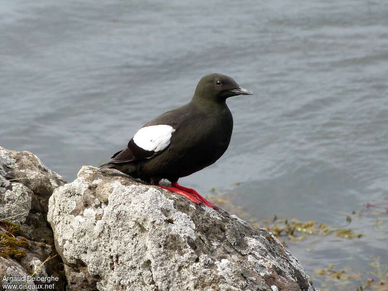 Guillemot à miroiradulte, habitat, pigmentation