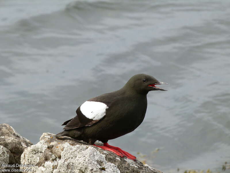 Black Guillemot