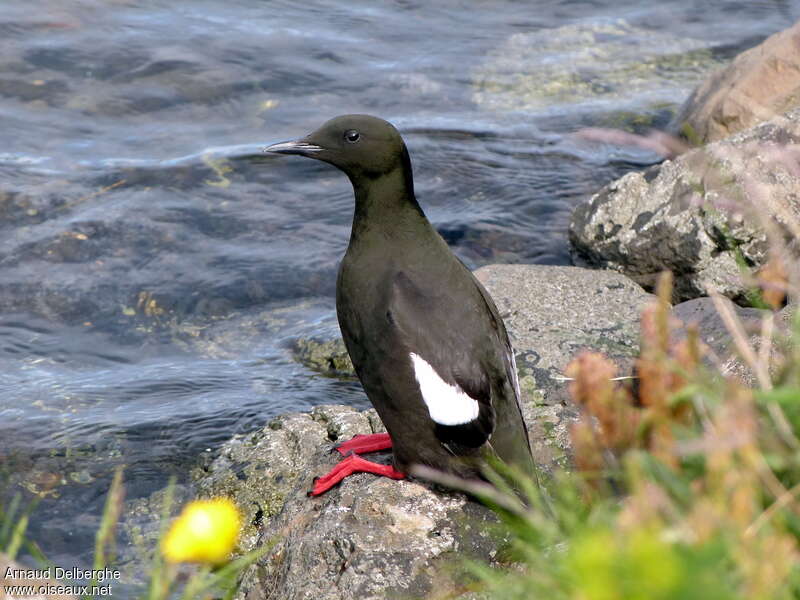 Guillemot à miroiradulte, identification