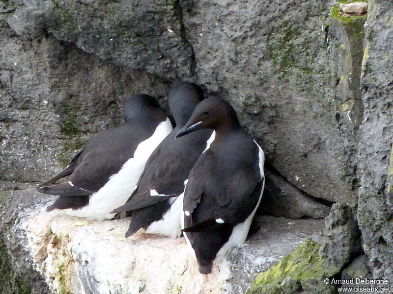 Guillemot de Brünnich