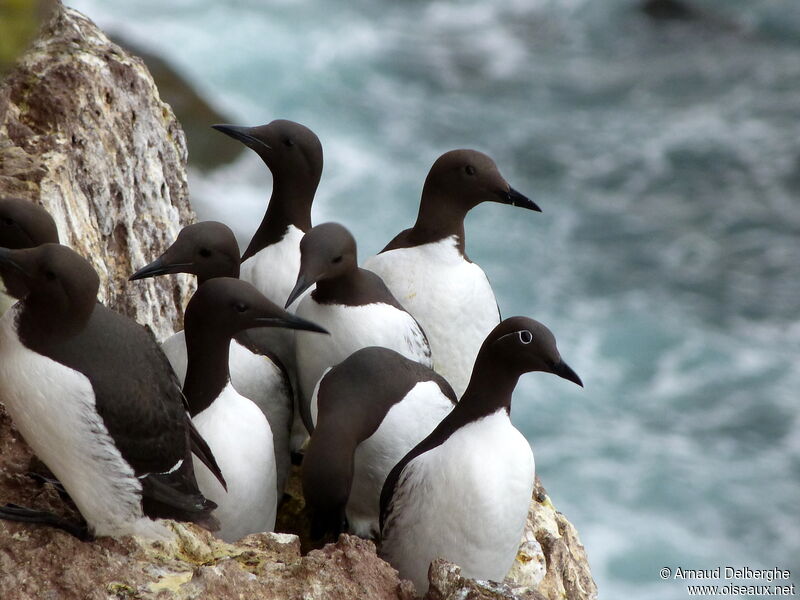 Common Murre