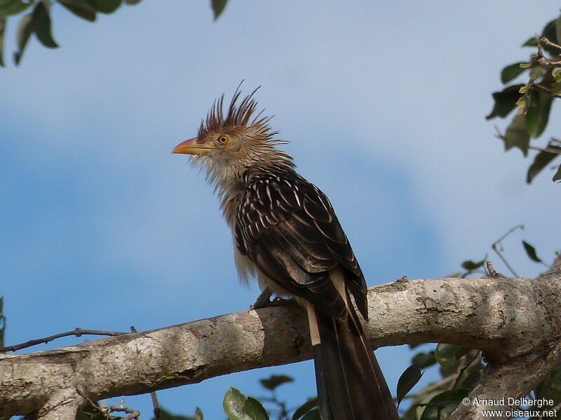 Guira cantara