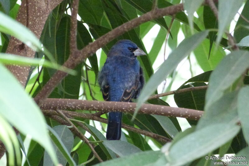 Blue Grosbeak