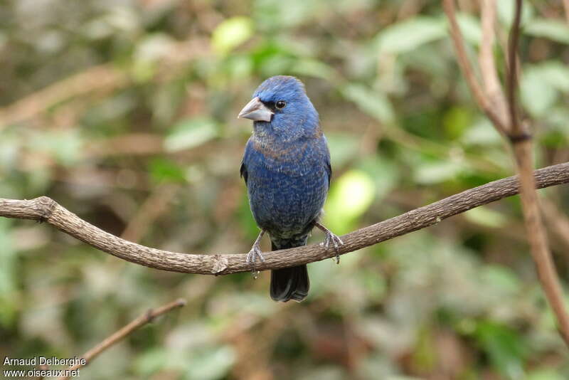 Guiraca bleu mâle adulte, portrait