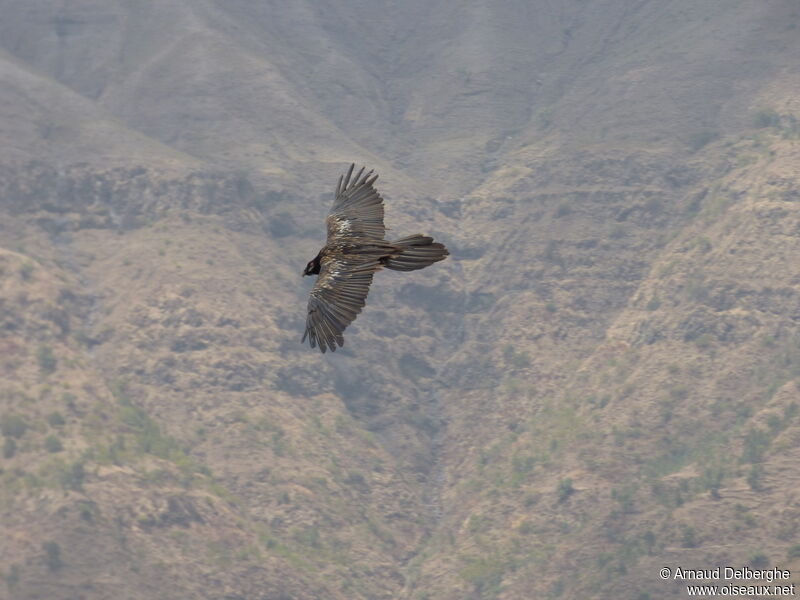 Bearded Vulture