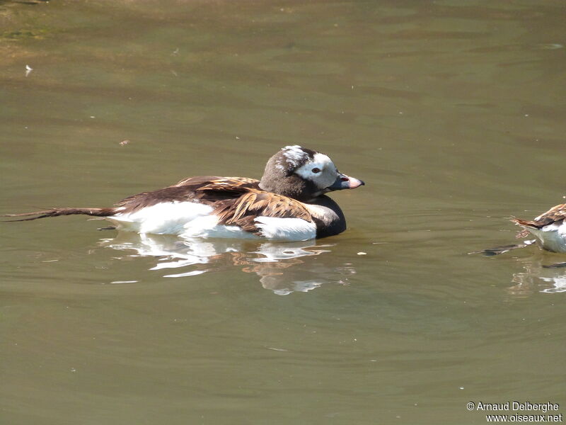 Long-tailed Duck