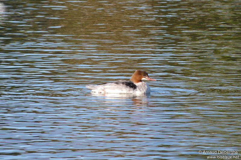 Common Merganser