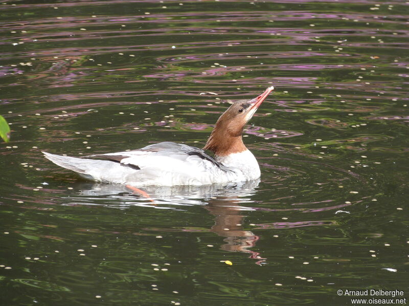 Common Merganser female