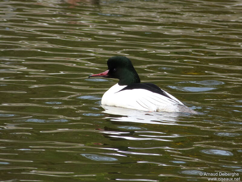 Common Merganser male