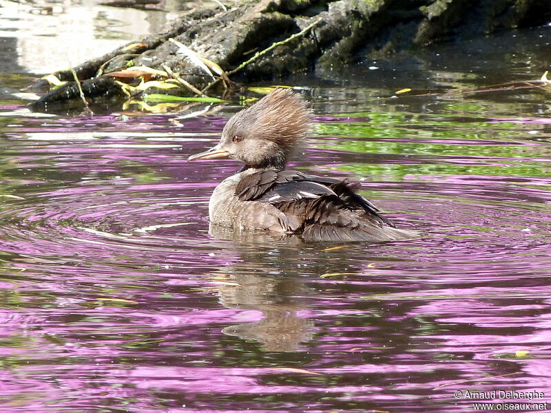 Hooded Merganser