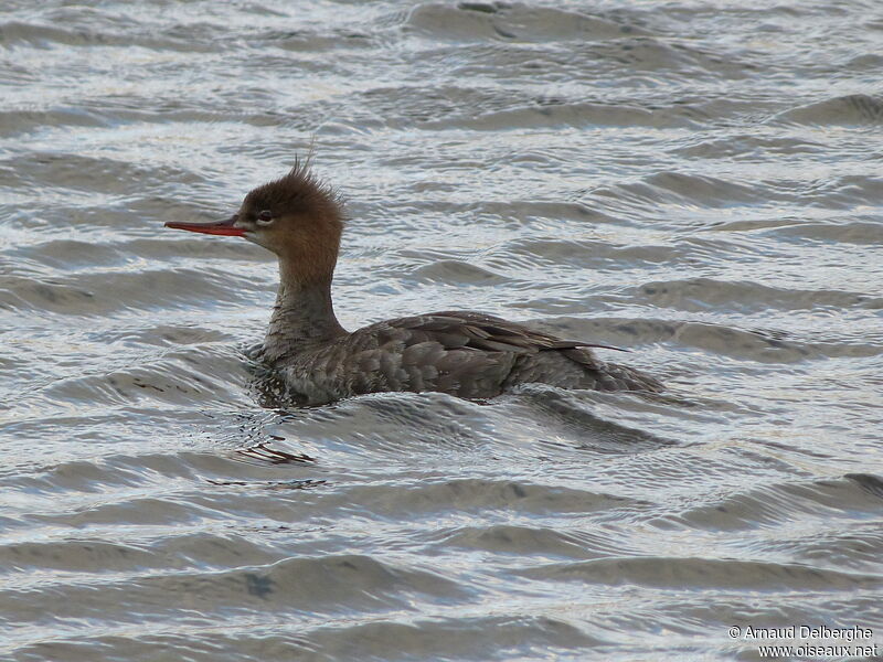 Red-breasted Merganser female