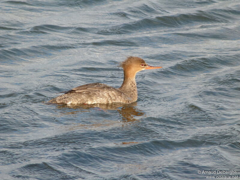 Red-breasted Merganser female