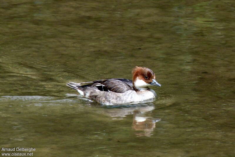 Smew female Second year, identification