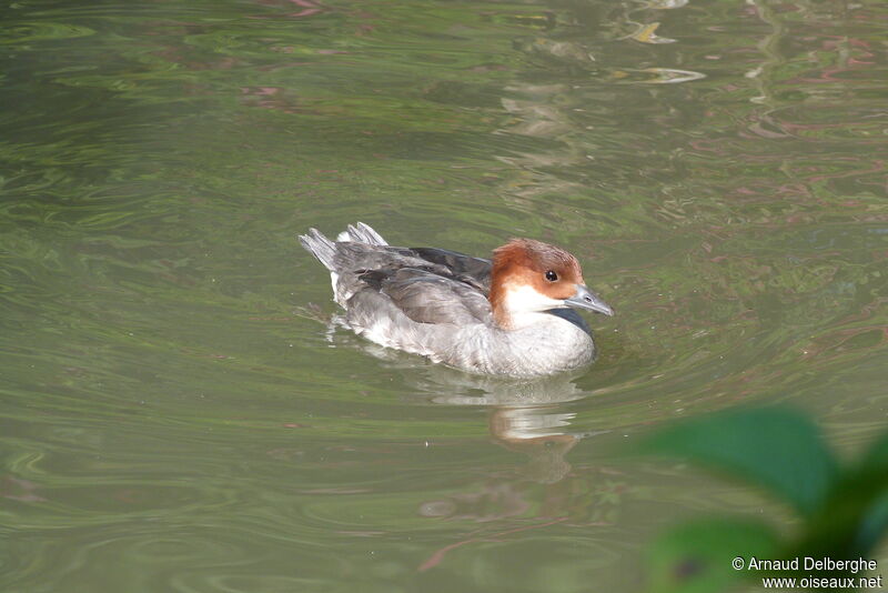 Smew female