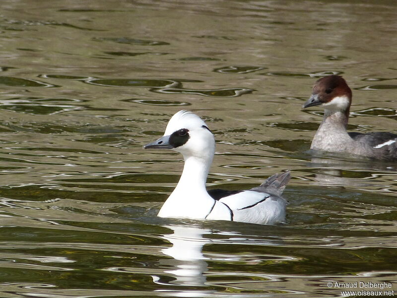 Smew