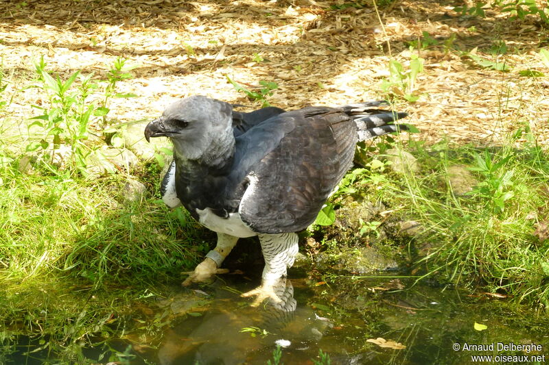 Harpy Eagle