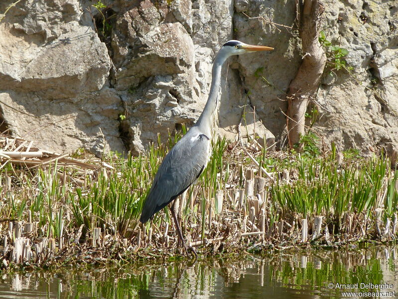 Grey Heron