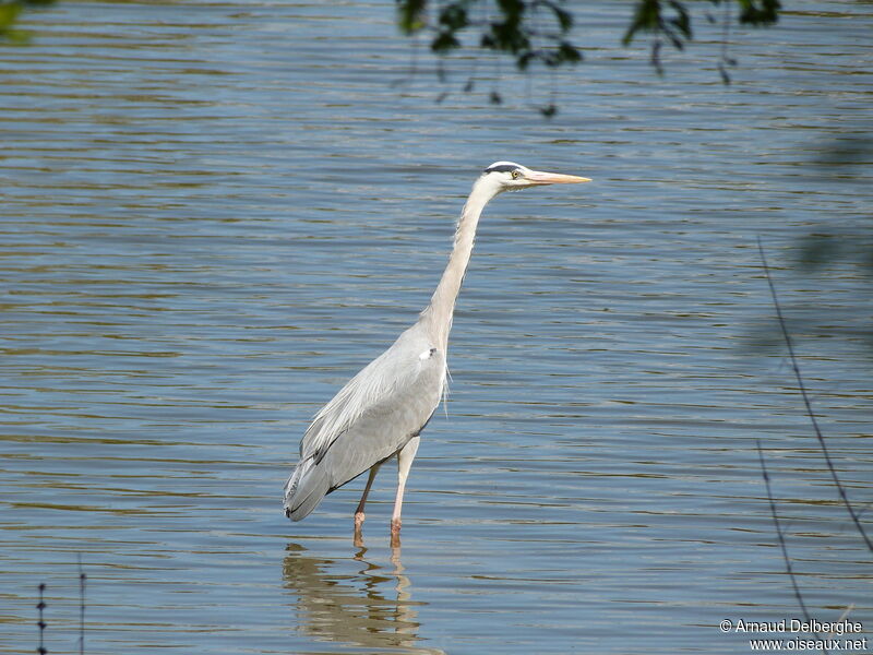 Grey Heron