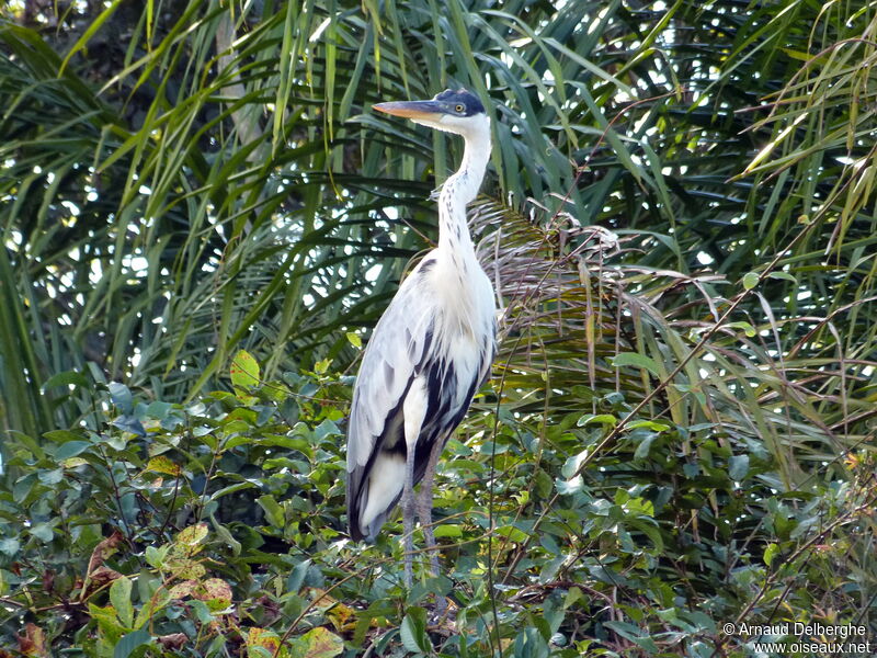 Cocoi Heron