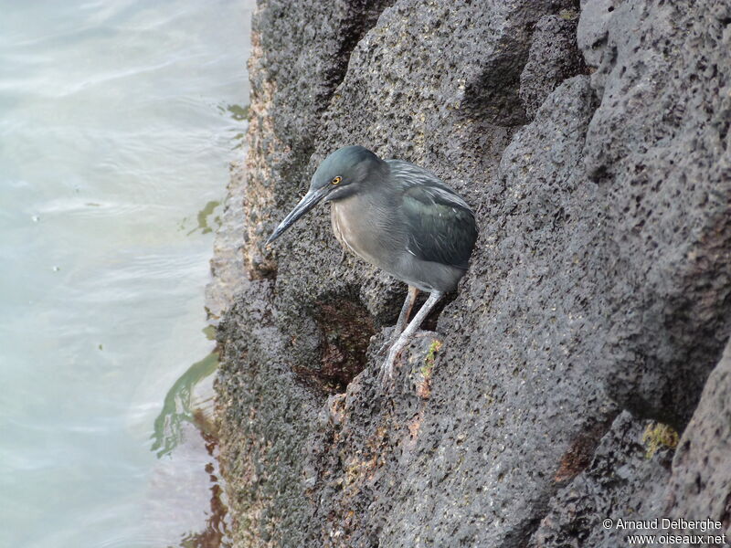 Héron des Galapagos