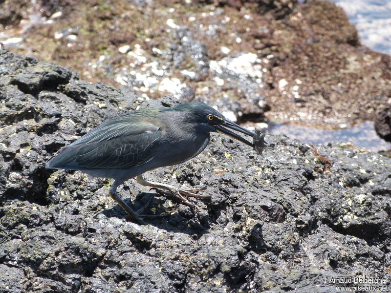 Héron des Galapagos