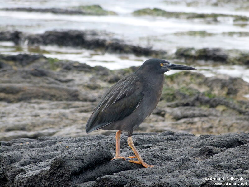 Lava Heron